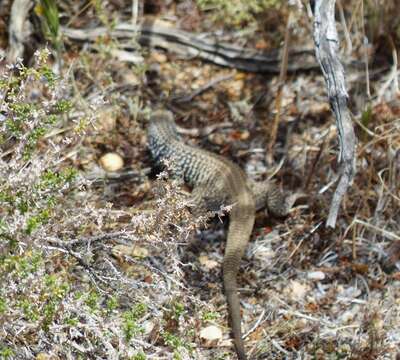 Image of Tiger Whiptail