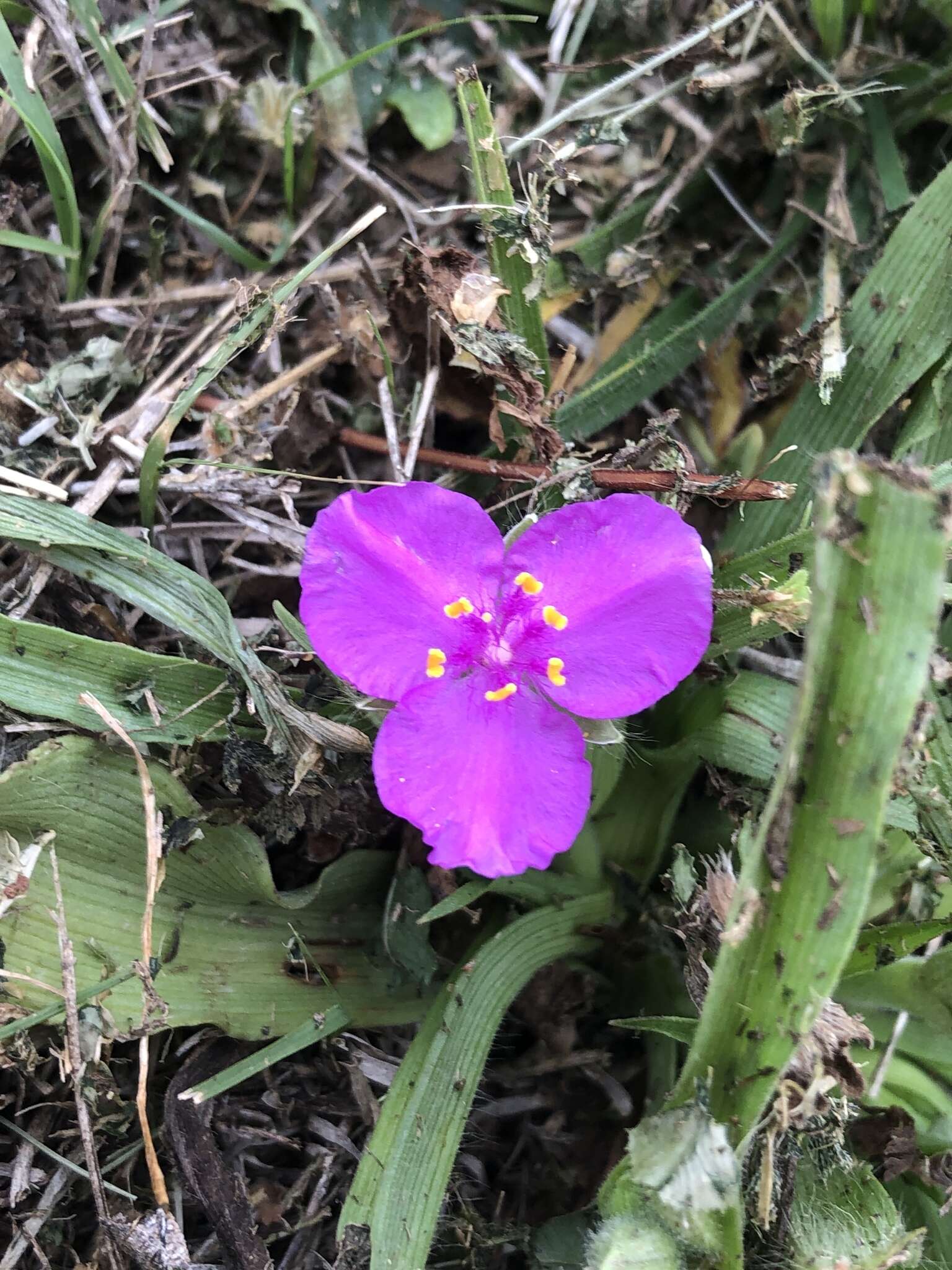 Image of diffuse spiderwort