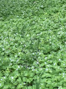 Viola canadensis var. scopulorum A. Gray的圖片