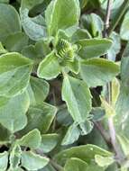 Image of Plectranthus lasianthus (Gürke) Vollesen