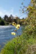 Imagem de Verbascum blattaria L.