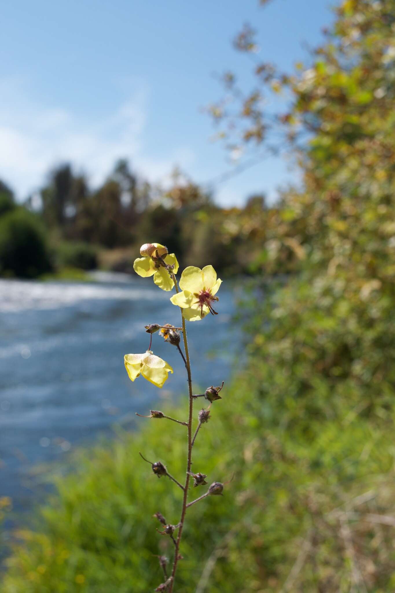 Imagem de Verbascum blattaria L.