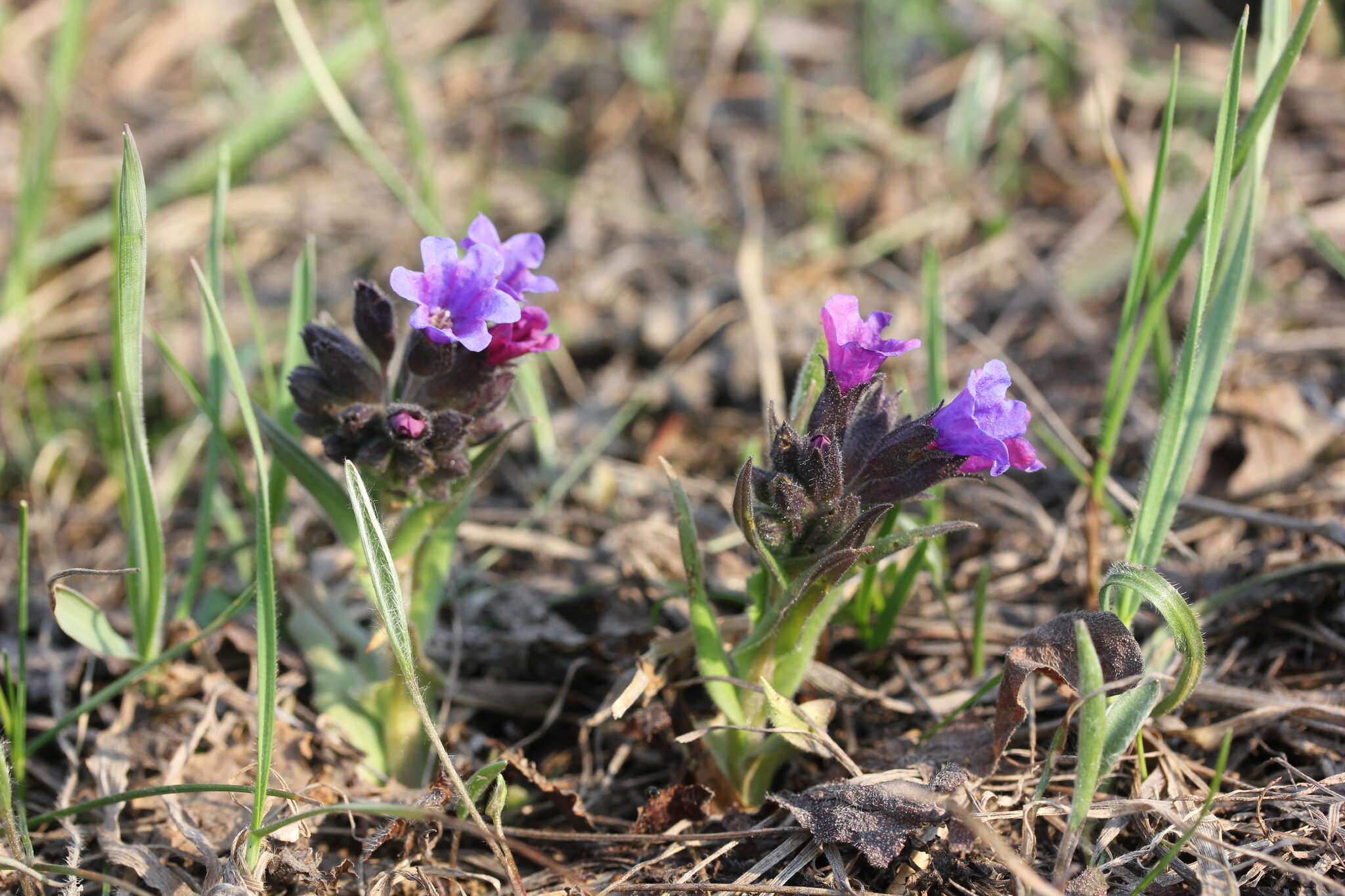 Plancia ëd Pulmonaria angustifolia L.