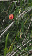 Image of Lathyrus marmoratus Boiss. & Blanche