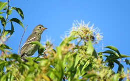 Image of Small-headed Elaenia