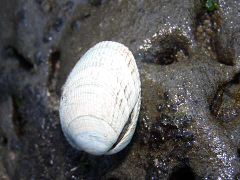 Image of Taca clam