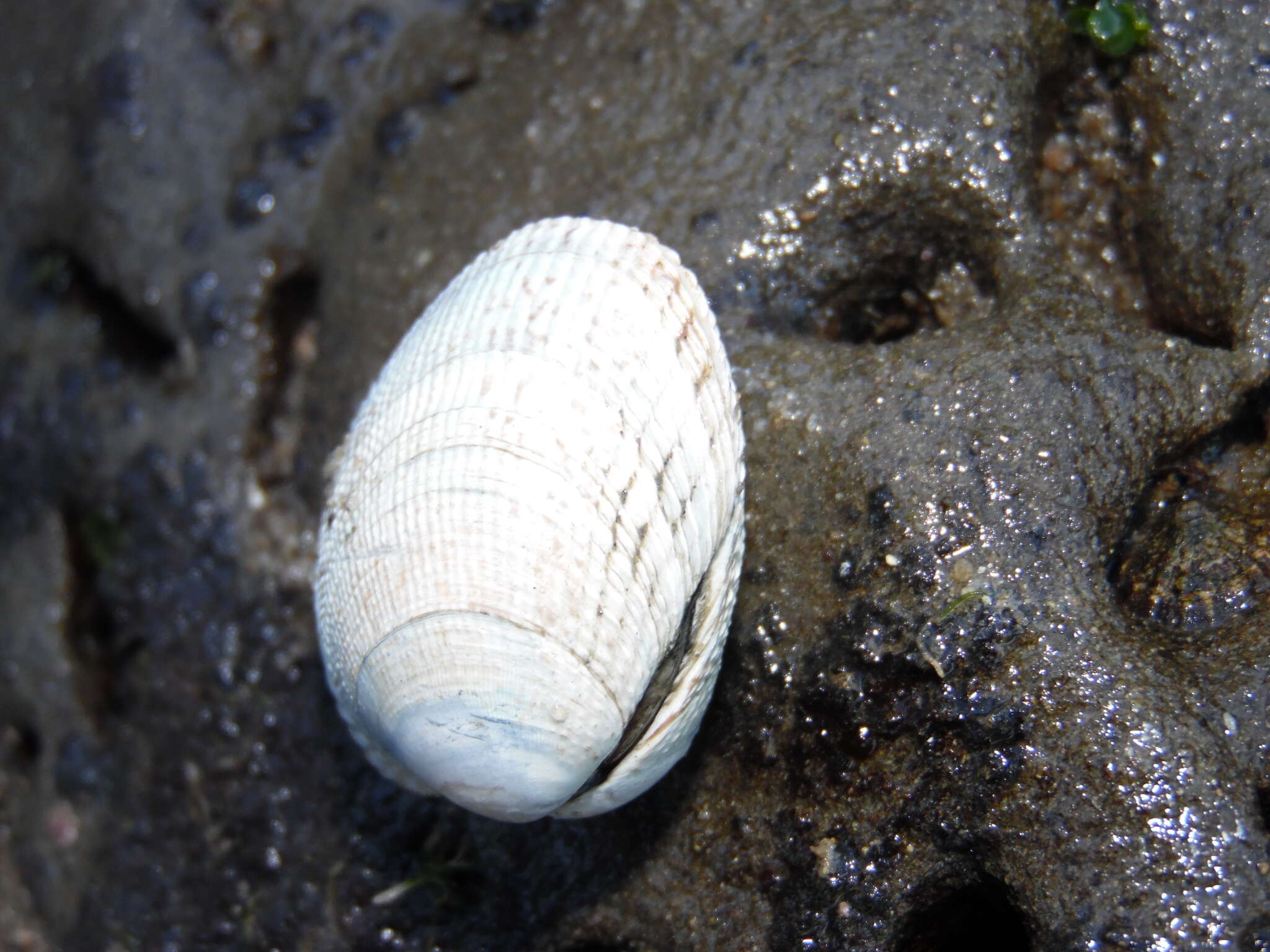 Image of Taca clam