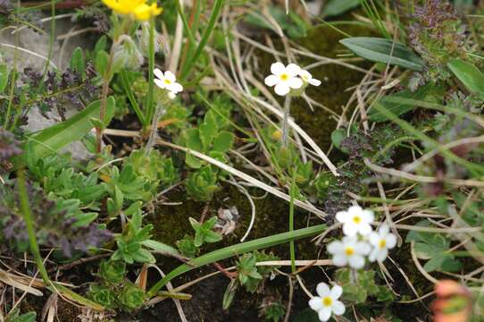 Image of Sweet-Flower Rock-Jasmine