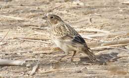 Image of Chestnut-collared Longspur