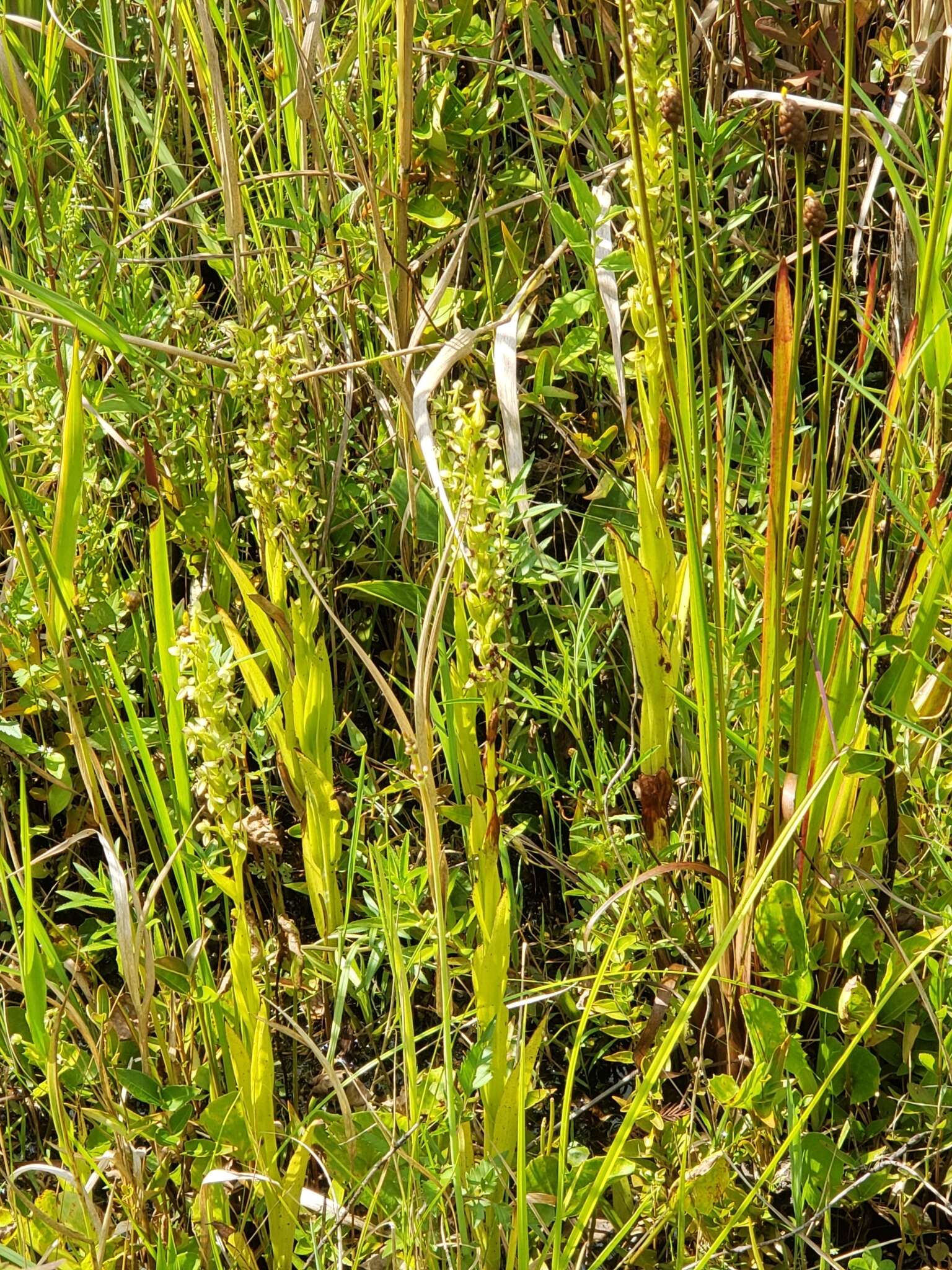 Image of Waterspider bog orchid
