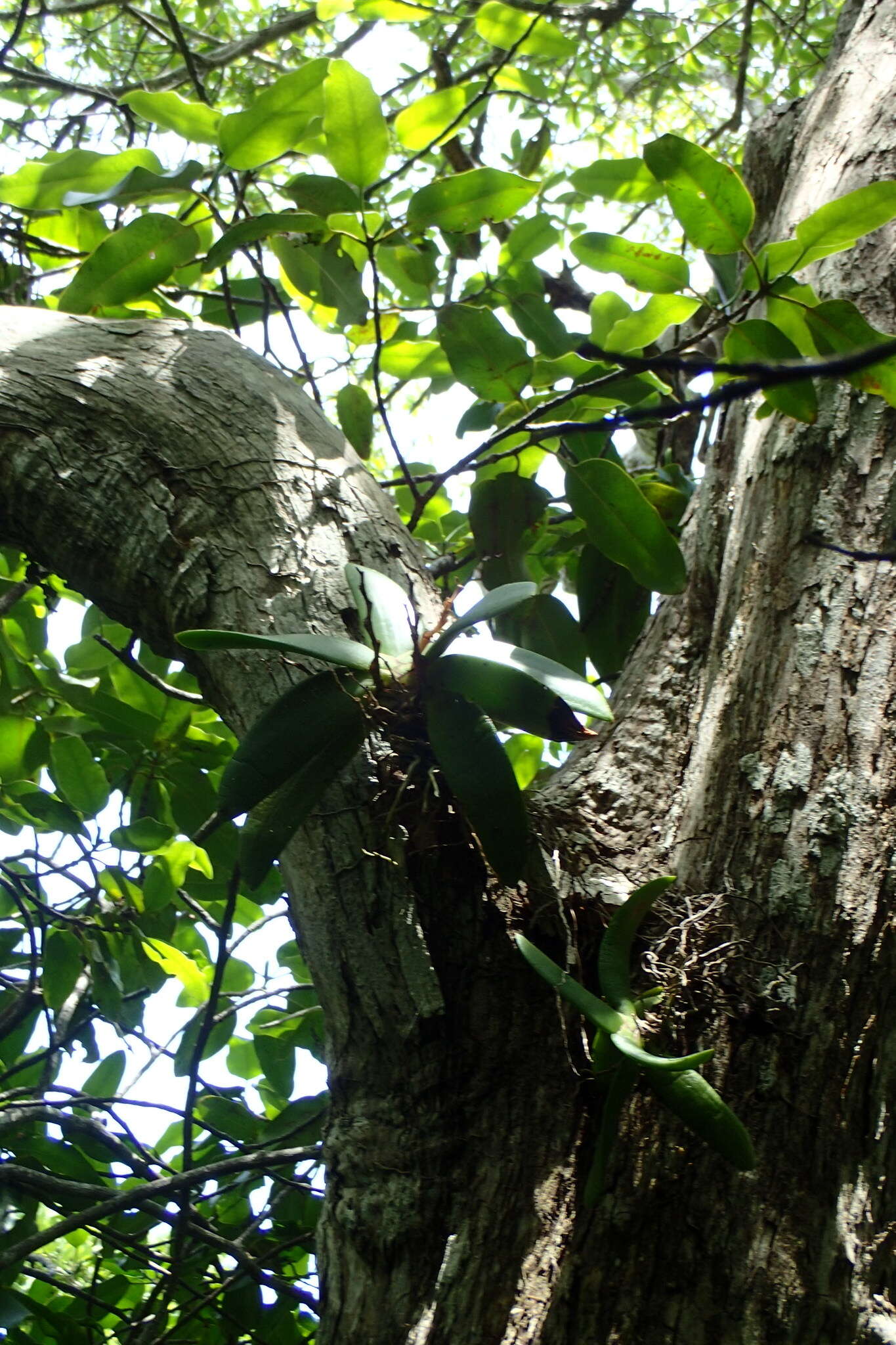 Imagem de Angraecum leonis (Rchb. fil.) André