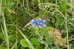 Image of Parry's gentian