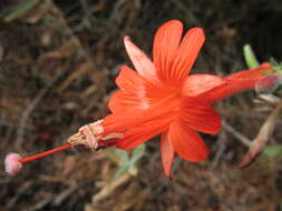 Epilobium canum subsp. canum的圖片