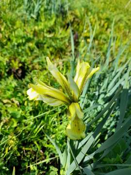 Image of Grant Duff's Iris