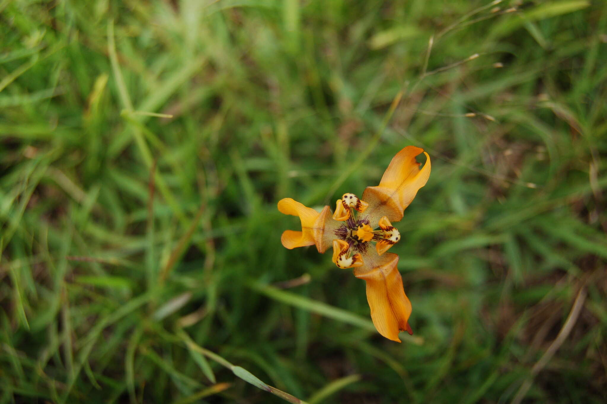 Image of Cypella fucata Ravenna