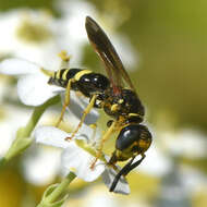 Image of Philanthus lepidus Cresson 1865