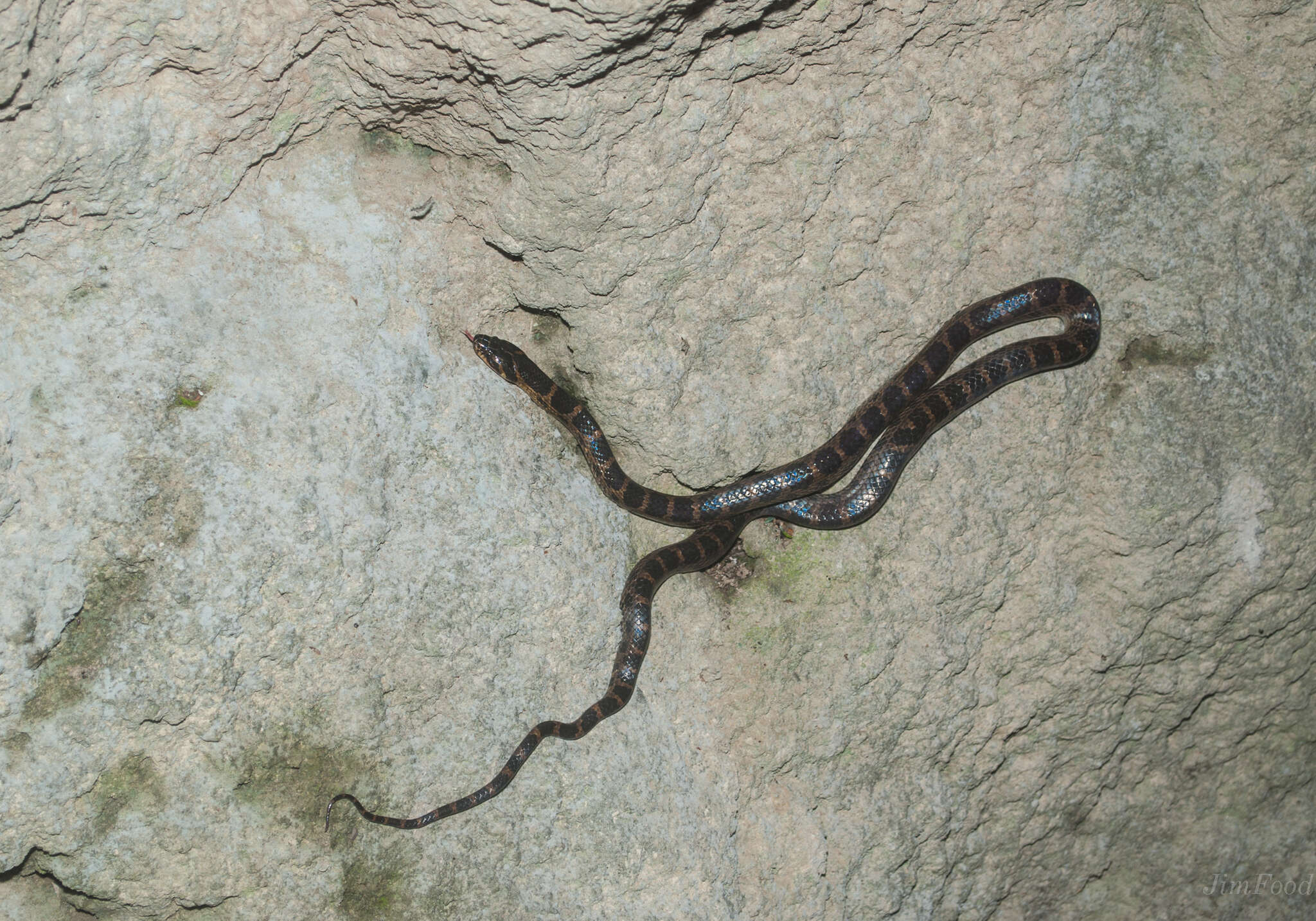 Image de Lycodon rufozonatus Cantor 1842