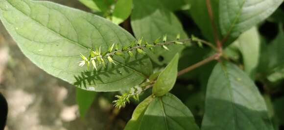 Image of Achyranthes aspera var. rubrofusca (Wight) Hook.