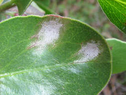 Exobasidium arctostaphyli Harkn. 1884 resmi