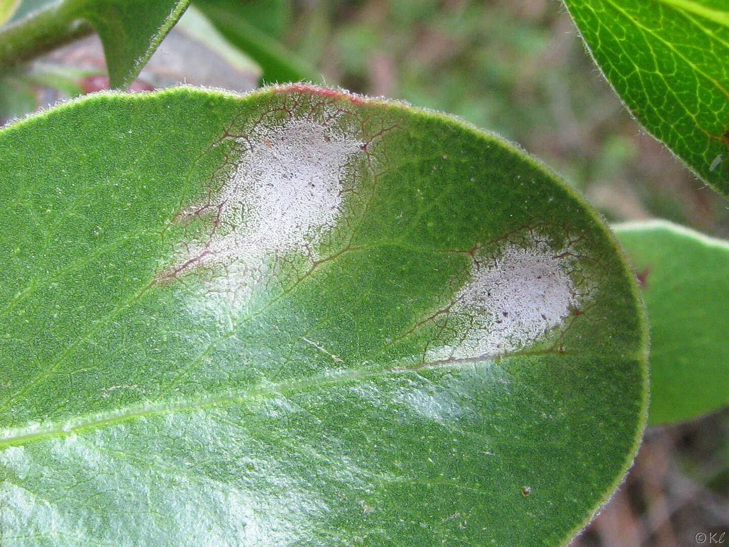 Image of Exobasidium arctostaphyli Harkn. 1884