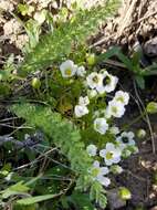 Image of slender meadowfoam