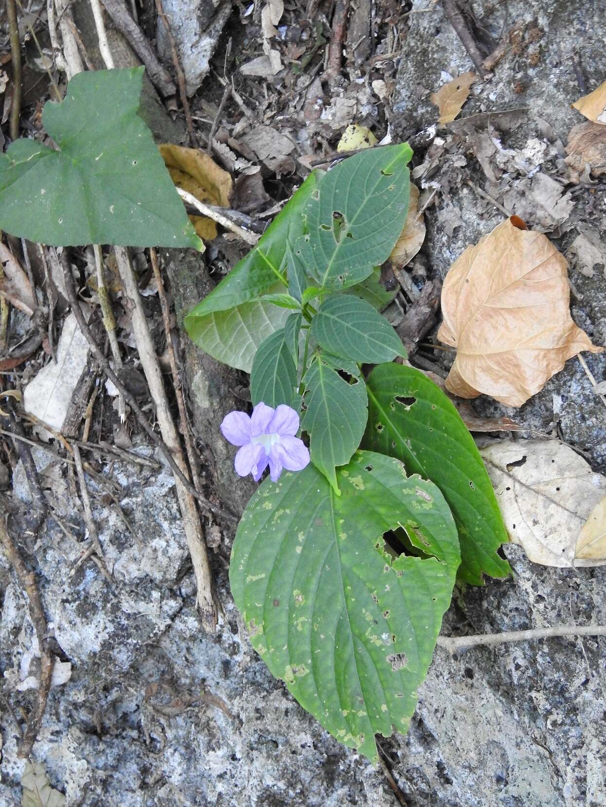 Image of Ruellia stemonacanthoides (Oersted) Hemsl.