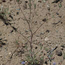 Imagem de Eriastrum calocyanum S. J. De Groot