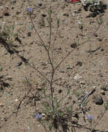 Imagem de Eriastrum calocyanum S. J. De Groot