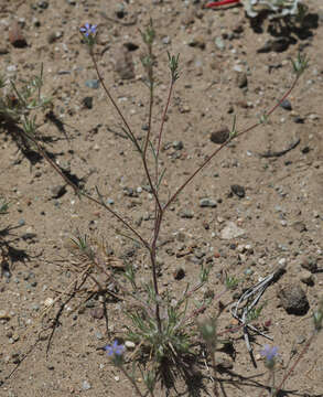 Image of Eriastrum calocyanum S. J. De Groot