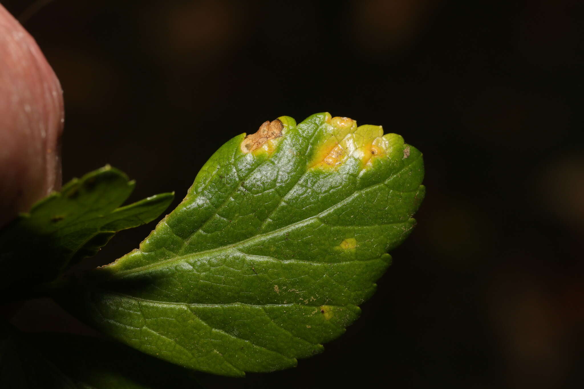 Image of Puccinia smyrnii Biv. 1816