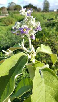 Image of earleaf nightshade