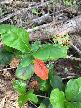 Image of tropical-almond