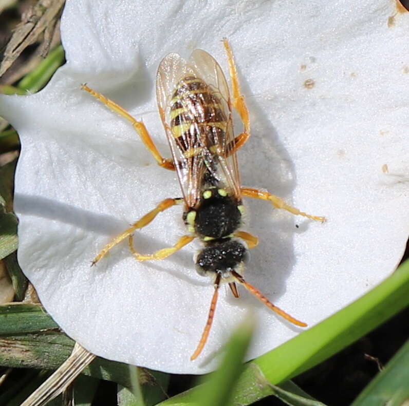 Image of Nomada sexfasciata Panzer 1799