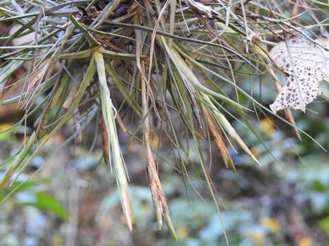 Слика од Tillandsia schiedeana Steud.