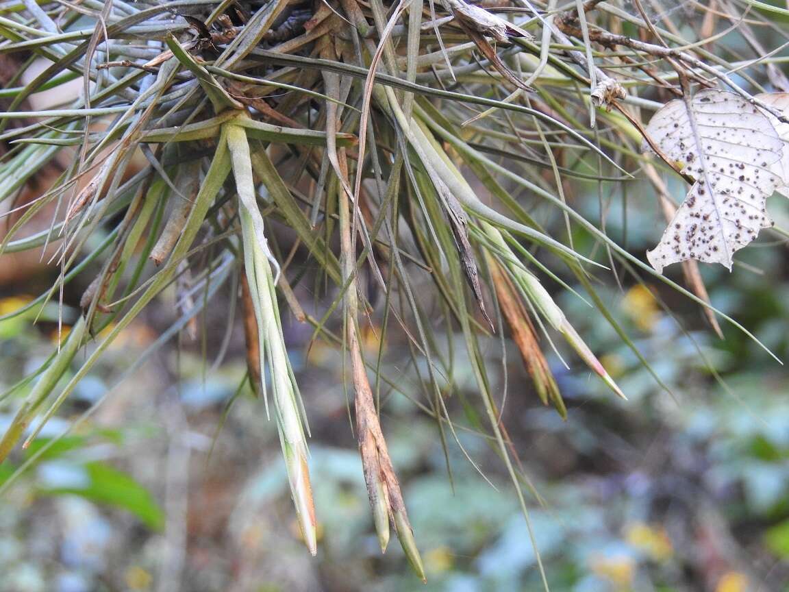 Image of Tillandsia schiedeana Steud.