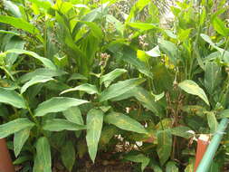 Image of Canna rust