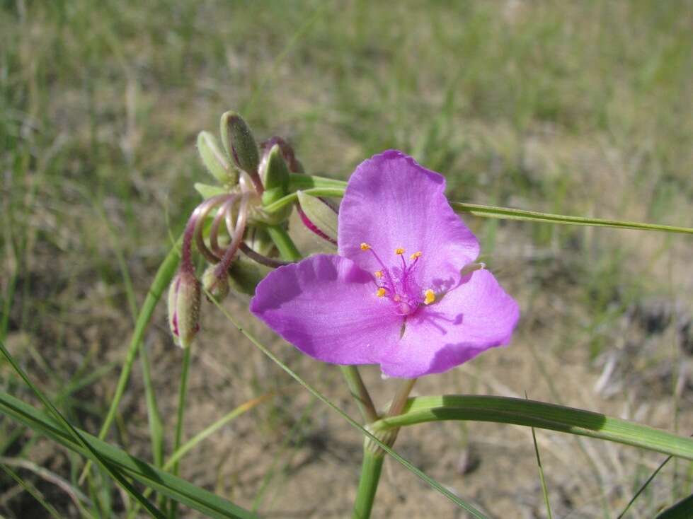 Imagem de Tradescantia occidentalis var. occidentalis