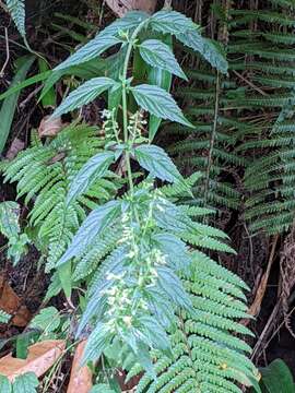 Image of Teucrium bidentatum Hemsl.