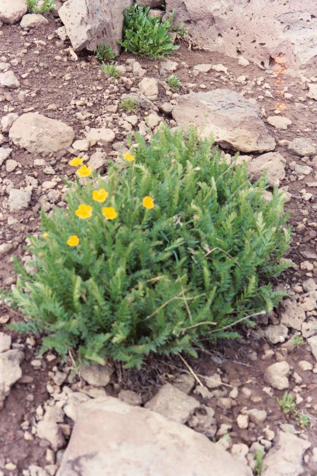 Image de Geum rossii var. turbinatum (Rydb.) C. L. Hitchc.