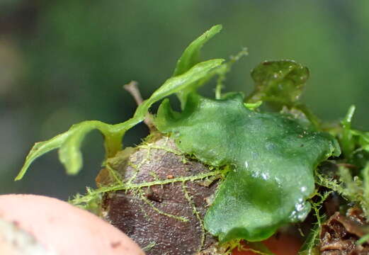 Image of Symphyogyna podophylla (Thunb.) Nees & Mont.