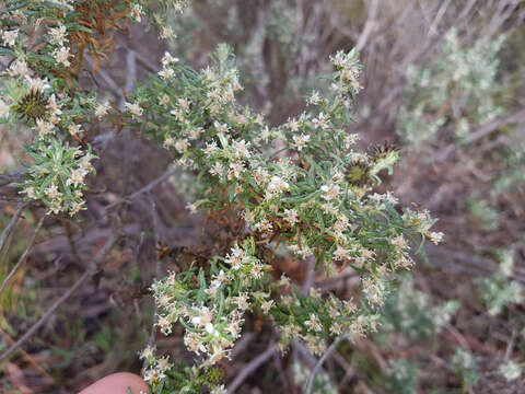 Image of Twiggy Daisy-bush