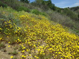 Image de Coreopsis bigelowii (A. Gray) Voss