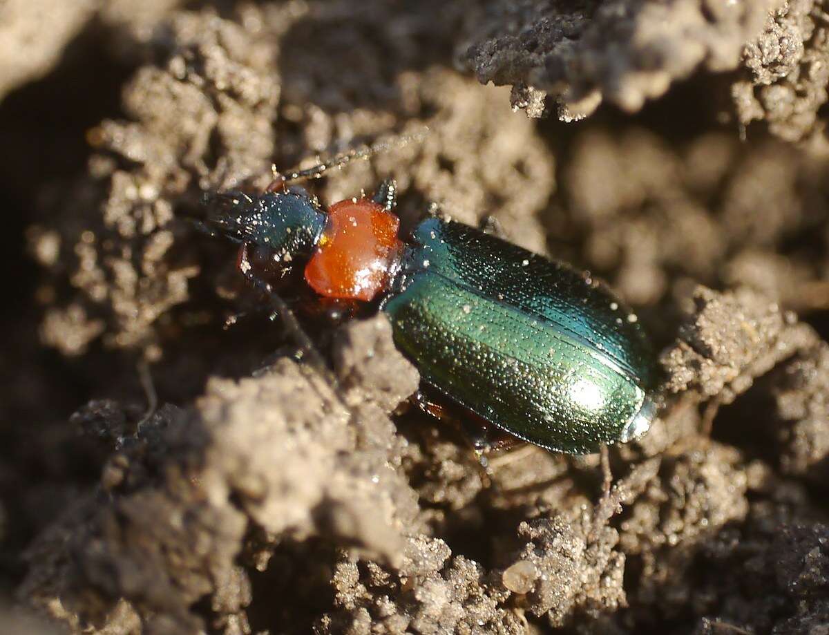 Image of Lebia (Lamprias) cyanocephala (Linnaeus 1758)