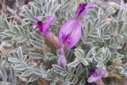 Image of Newberry's milkvetch