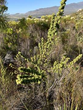 Image of Cliffortia polygonifolia L.