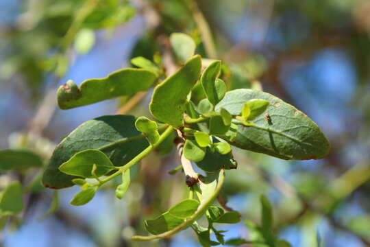 صورة Tapinanthus quequensis (Weim.) R. M. Polhill & D. Wiens