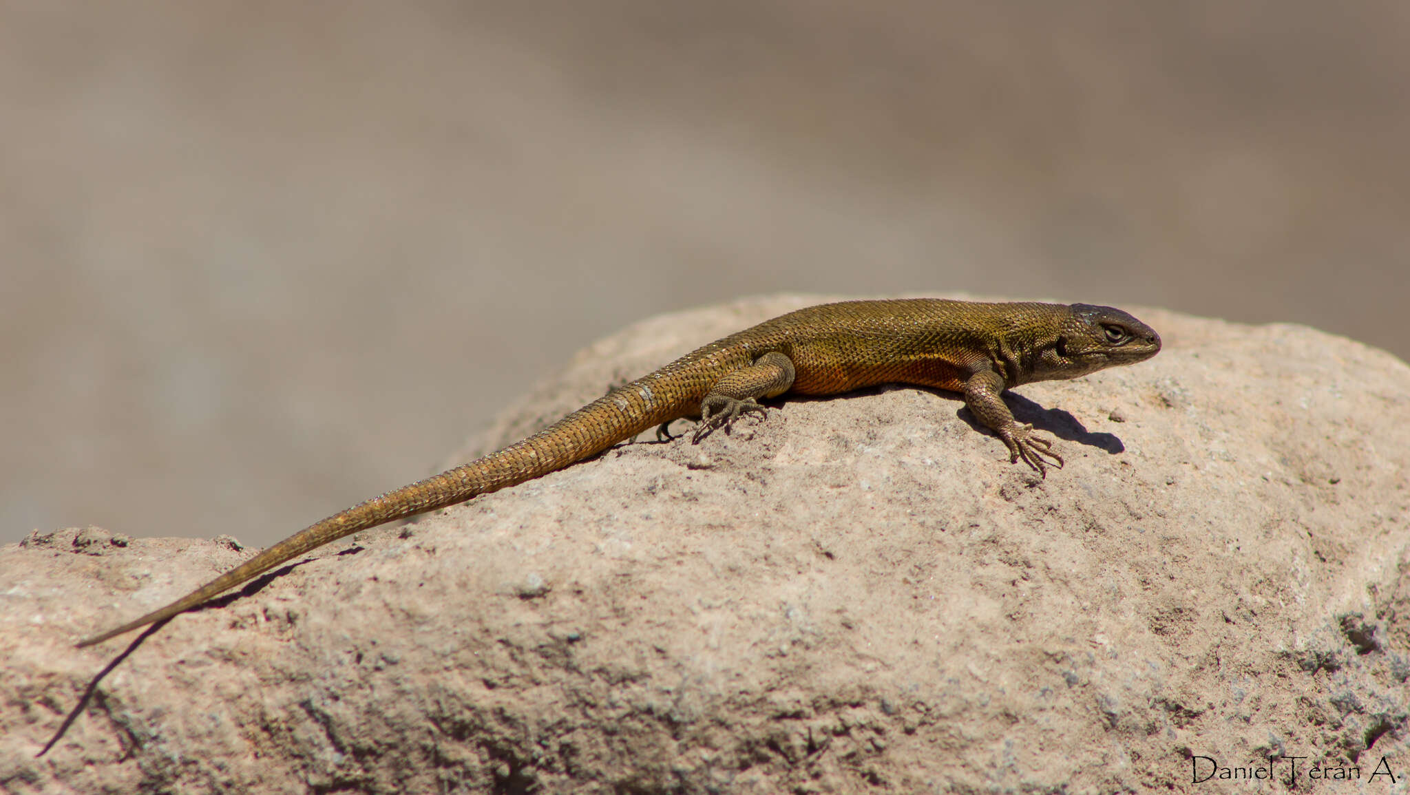 Image of Paulina's Tree Iguana