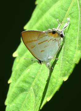 Image of Hypolycaena thecloides (Felder 1860)