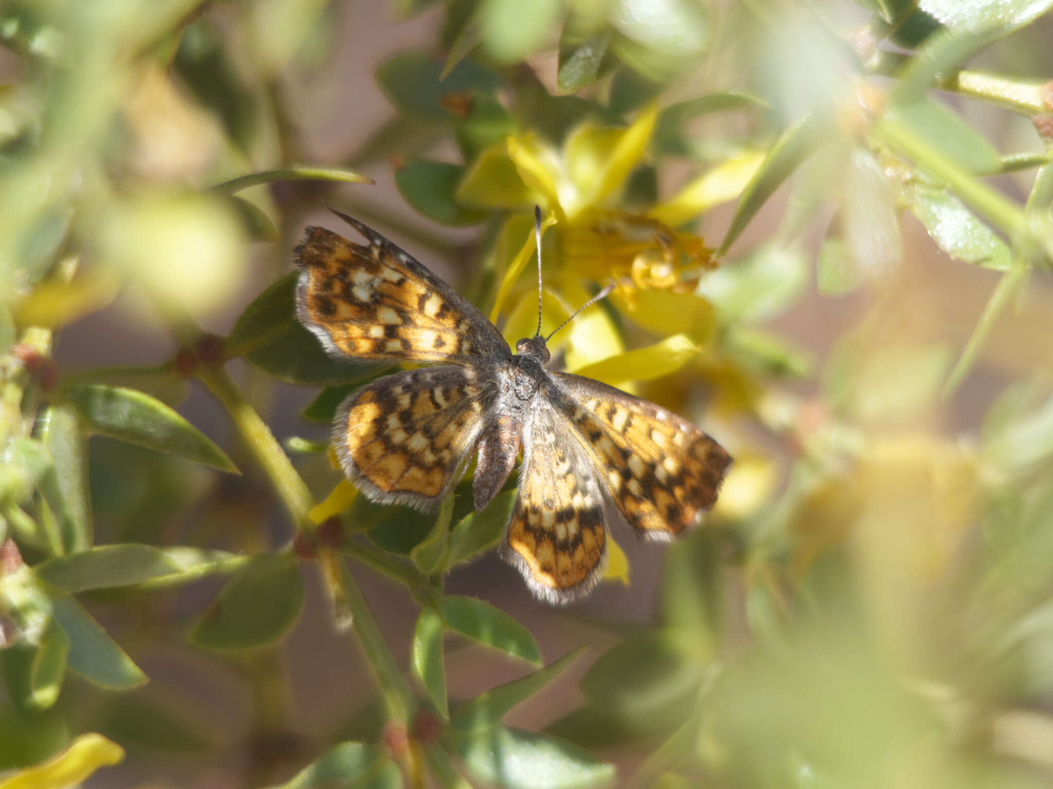 Image of <i>Sertania guttata</i>