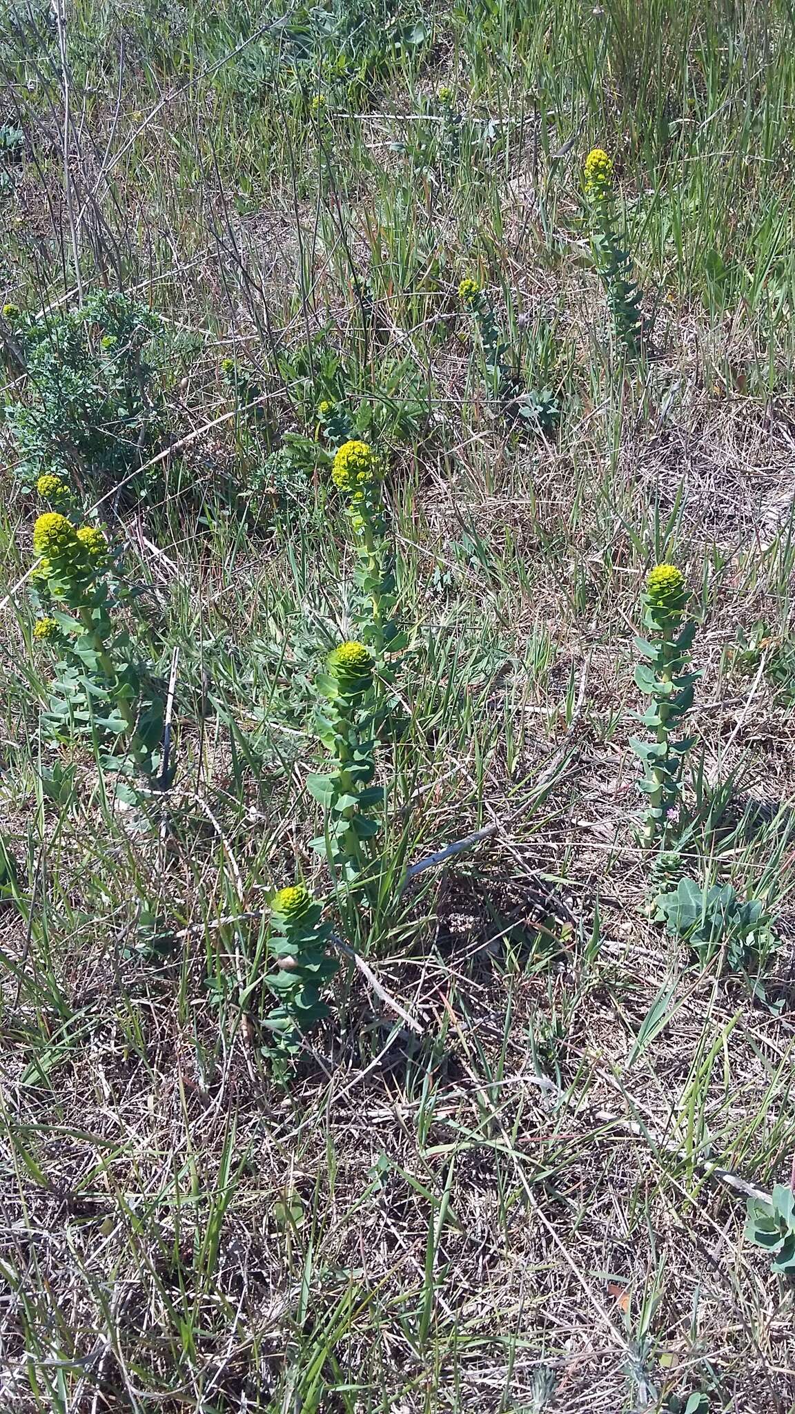 Imagem de Euphorbia agraria M. Bieb.